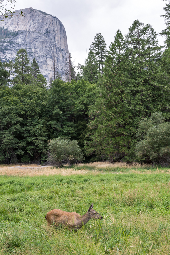 2016-8-21 - Road Trip - Yosemite - 0439